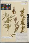 Foto von Salix alba subsp. vitellina (L.) Arcang. x Salix babylonica L.